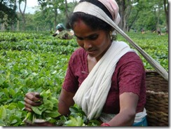 ASSAM teaworker