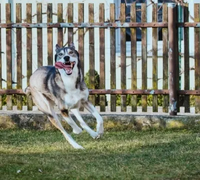 A Siberian Husky running outdoors, showcasing its athleticism.
