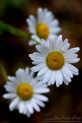 Leucanthemum Vulgare - Margarita Mayor (fotografia-de-naturaleza.blogspot.com)