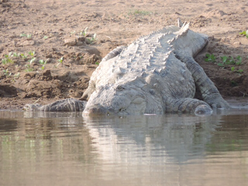 Crocodile in Chambal river