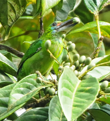 Red-throated Barbet (Megalaima mystacophanos)