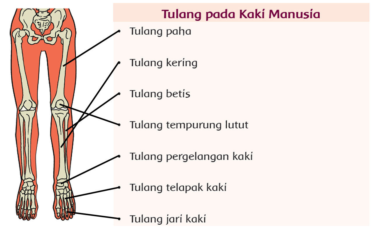 Struktur Tulang Kaki