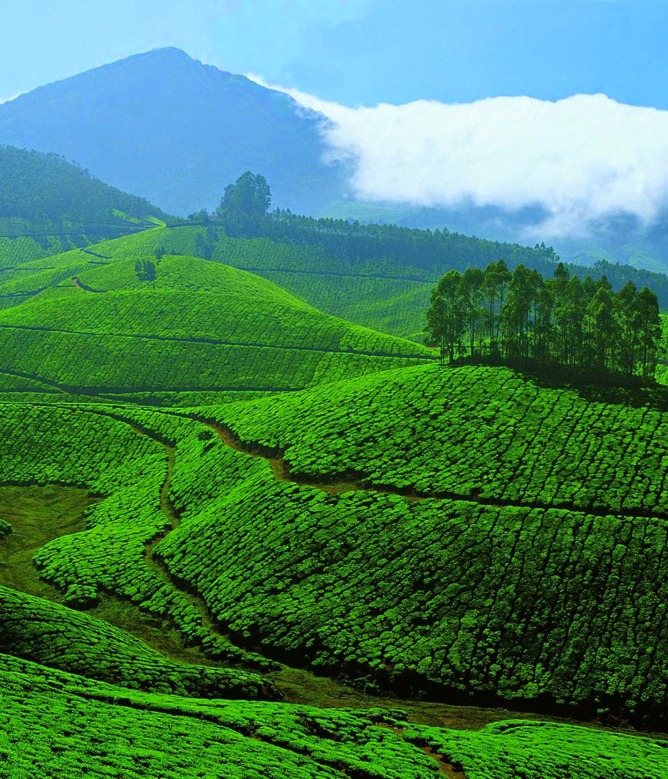 10 Best Backpacking Destinations in India | Tea plantation, Munnar, India 