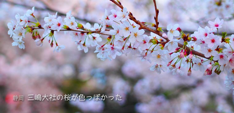 三嶋大社の桜