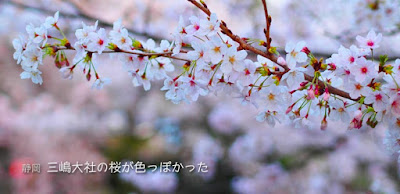 三嶋大社の桜が色っぽかった♪