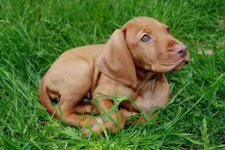 Rhodesian Ridgeback Puppy Picture