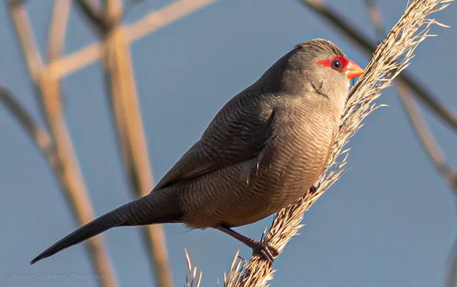 Common Waxbill in the Reeds Diep River Woodbridge Island Copyright Vernon Chalmers