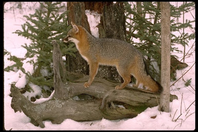 Gray fox