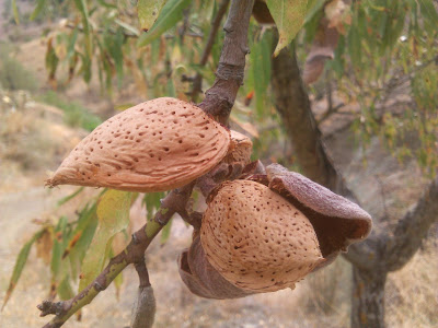 almendra