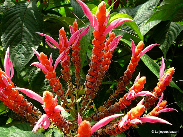 Guadeloupe  - jardin botanique des Deshaies