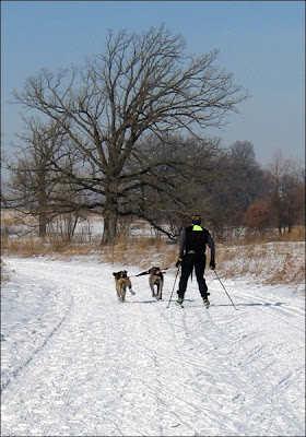 Dogs skiing