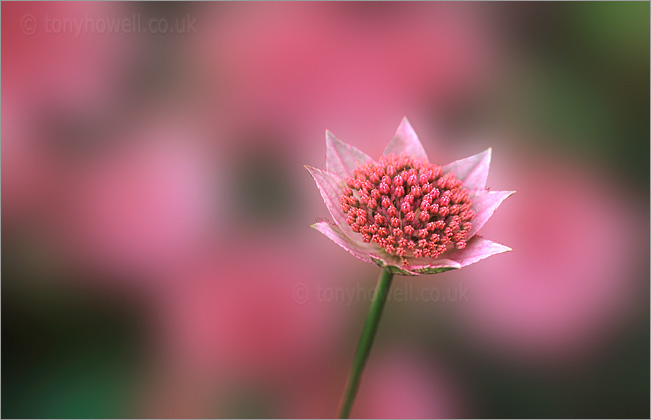 Flower Photography