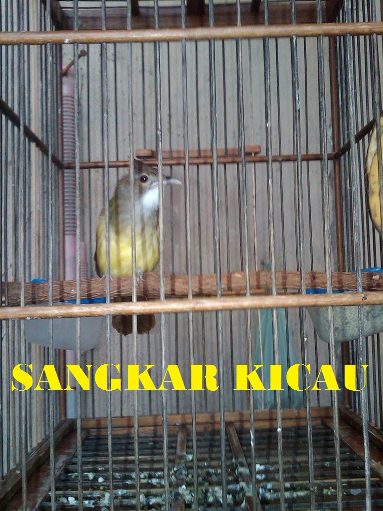 Sangkar Kicau iCUCAKi iJENGGOTi Sangkar Kicau iCUCAKi iJENGGOTi