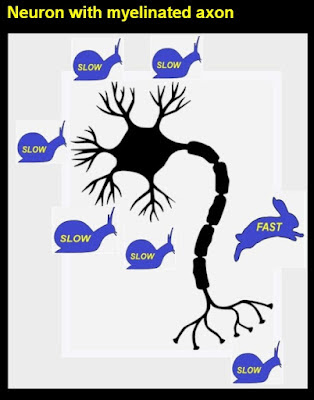 slow neurons