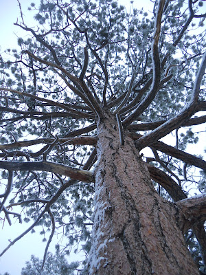 ponderosa tree winter snow