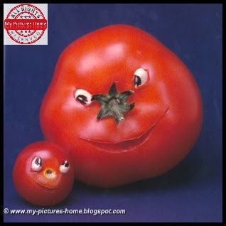 Funny Tomatoes stories Pictures