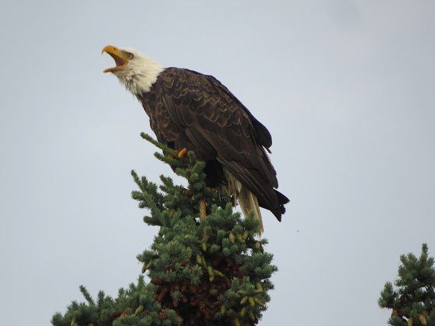 Bald Eagle, Upper Peninsula, MI