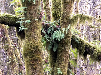 photo of trees in the Oregon Coast Range by Nancy Zavada