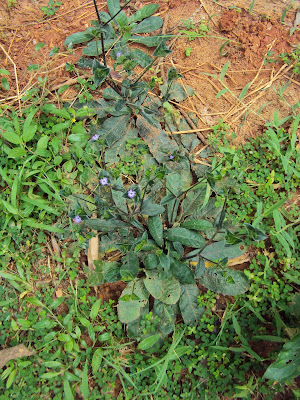 Ramuan Herbal Tapak Liman Elephantopus scaber L 