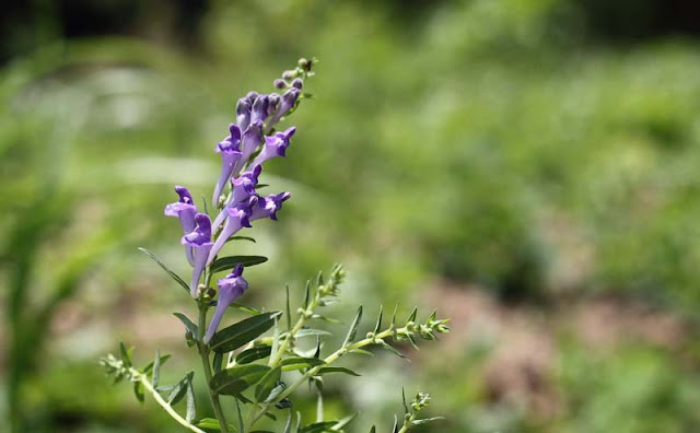 Baikal Skullcap Flowers Pictures