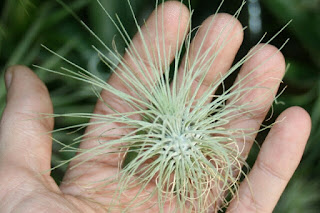 tillandsia fuchsii gracilis