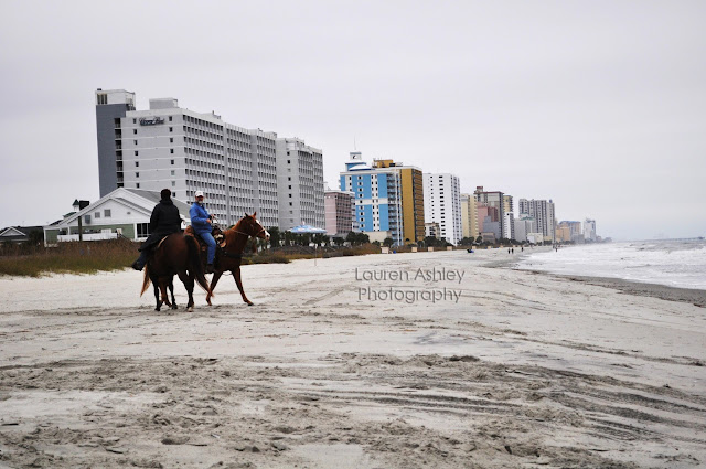 Horses on The Beach