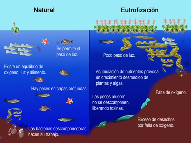 Eutrofización 1. La eutrofización se genera cuando los productores acuáticos bloquean el paso de agua y gases metabólicos como oxígeno, matando a todo lo que esté abajo.