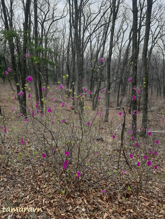 Рододендрон остроконечный (Rhododendron mucronulatum)