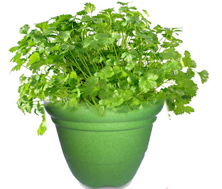 Coriander Plant