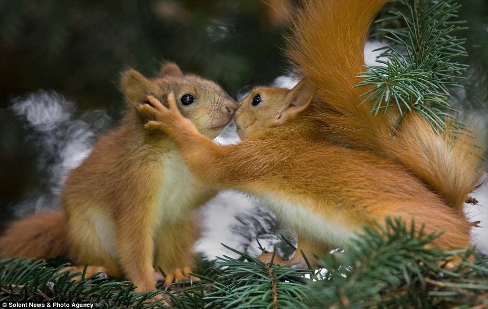 InfoJunction Blog: Red Squirrel