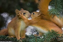 Red squirrel rescue: 5,000 volunteers needed to help save declining
wildlife creature Nature