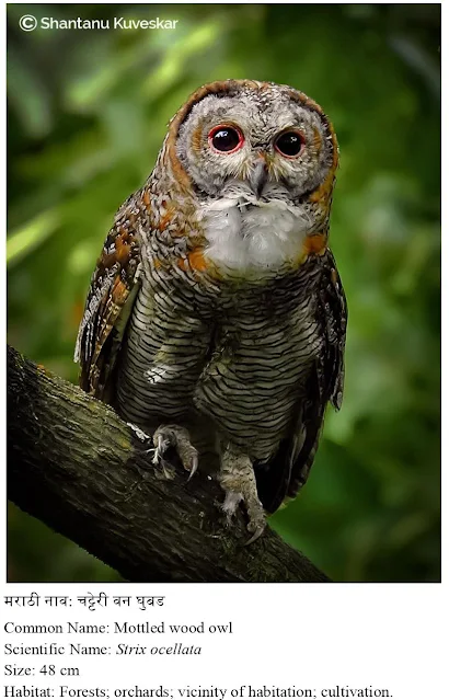 Mottled wood owl