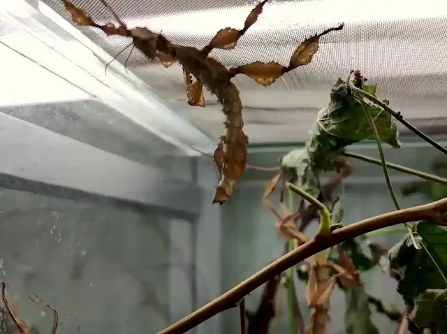 secrets of stick insects