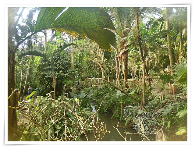 In the Rain Forest Biome at the Eden Project