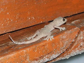 House Gecko Young Ones