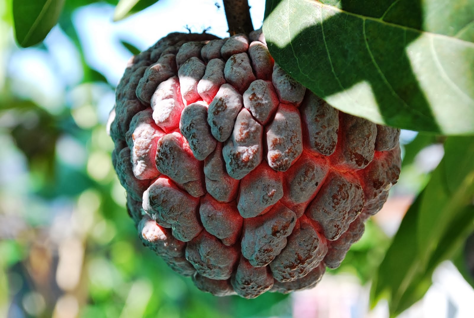 JUAL BIBIT TANAMAN BUAH SRIKAYA 