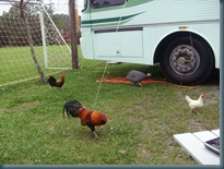 Gramado Camping 003