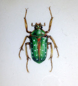 Green spotted beetle watercolour painting on vellum