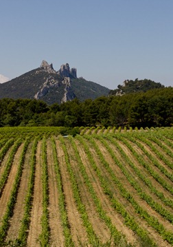 dentelles-vines