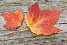 early Autumn, maple leaves
