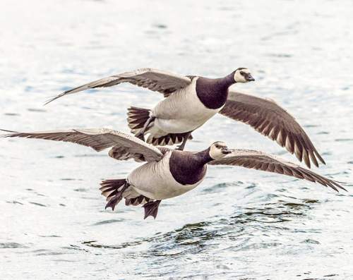 Branta leucopsis