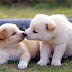 Best Top 10 Cute Dogs & Cats Wallpapers Images Download free For Desktop Background