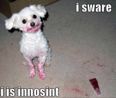 Funny dogs: Innocent dog
