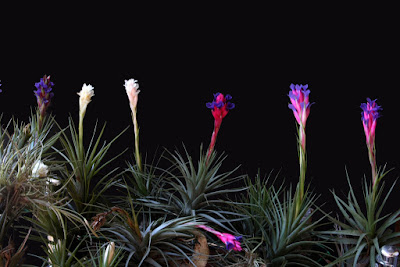 Tillandsia aeranthos care and culture