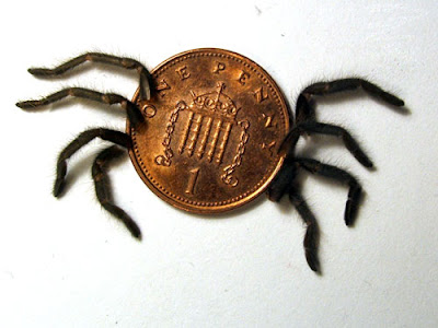 Money Spider