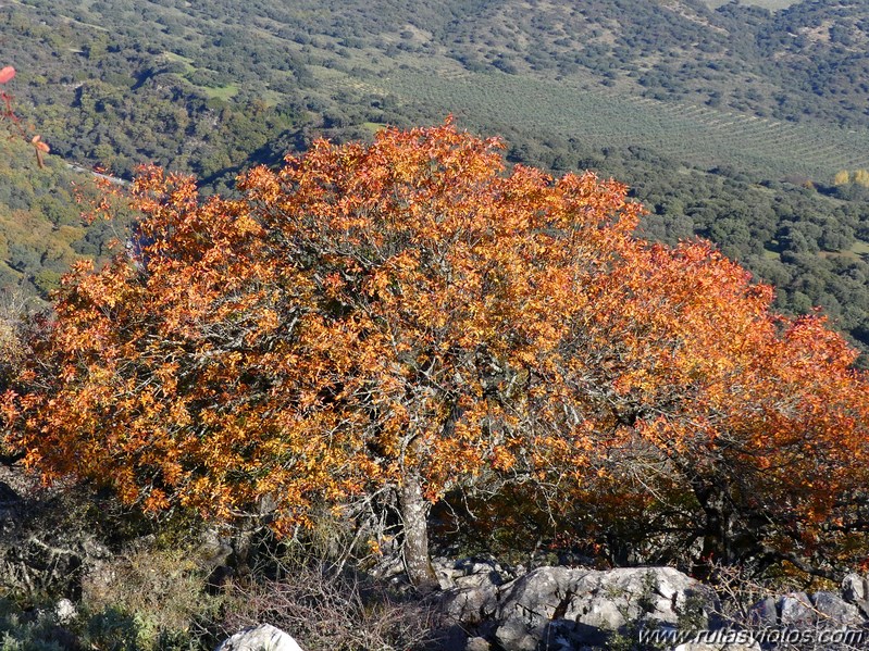 Cornicabral de Mures