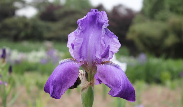 Iris Flowers Pictures