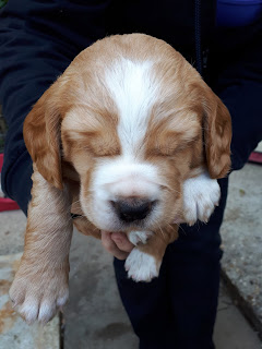 A sleepy Eko at approx 4 weeks old being held by his breeder to show off his beautiful white blaze on his face before his spots came through