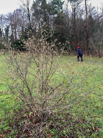 Hazel shrub, Corylus avellana, with catkins.  Burnt Gorse, High Elms Country Park, 2 January 2016.  