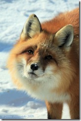 RF_Face1_0414
